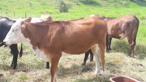 Novillas Tipo Leche Extras