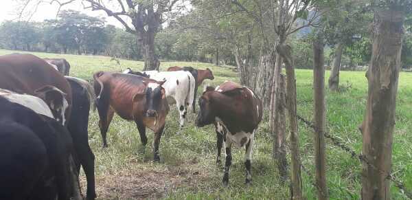 Novillas Tipo Leche /gyr,Girolandas,pardo con Simmental