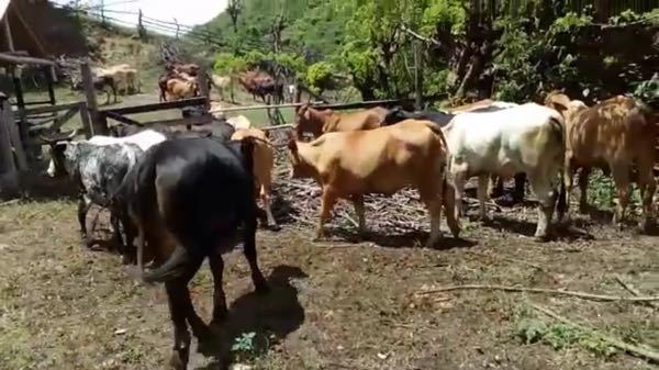 Vendo Ganado