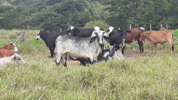 Novillas f1 tipo leche