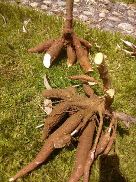 yuca,chiruza