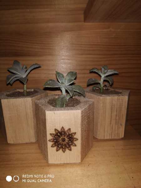 plantas decorativas con maceta en madera grabada