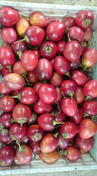 Tomate de árbol tamarillo o injerto