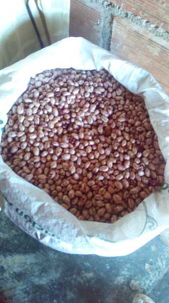 400 kilos de frijol cargamanto