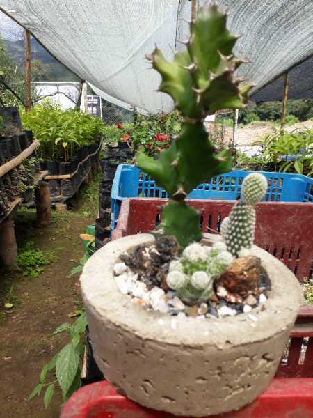 Mini Jardin, Suculentas y Cactus