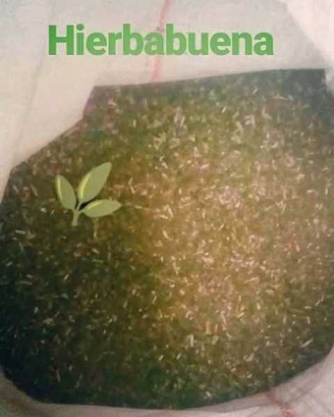 especias y aromaticas. Hierbabuena deshidratada