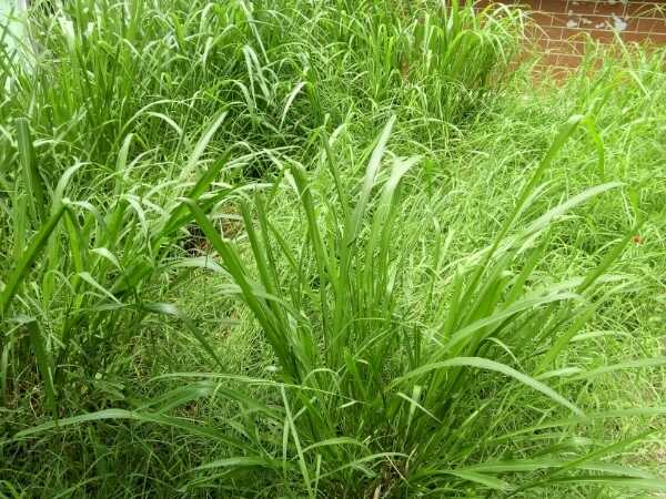 semillas de pasto climacuna