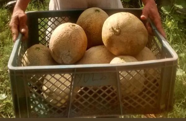 Melon cantalupe tipo goliat