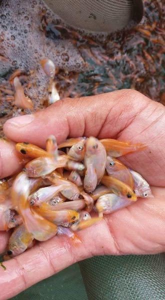 Venta de alevinos de Mojarra