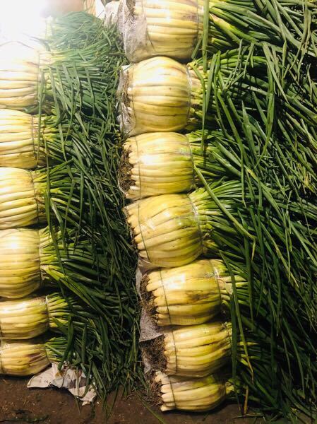 CEBOLLA LARGA