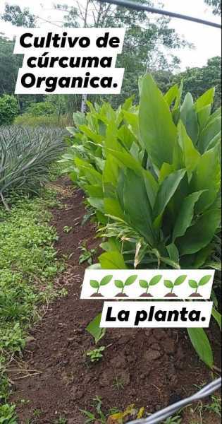 Venta de Raiz de Cúrcuma Organica fresca