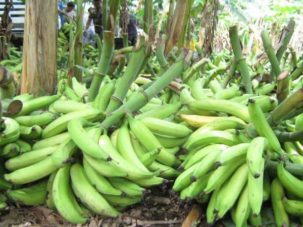 organicos del valle