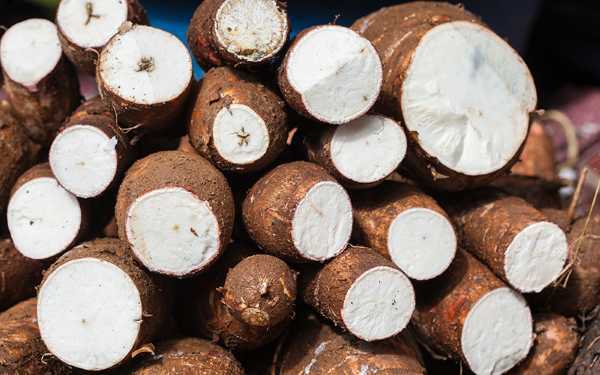 venta de yuca venezolana y chirosa