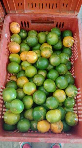 Mandarina oneco