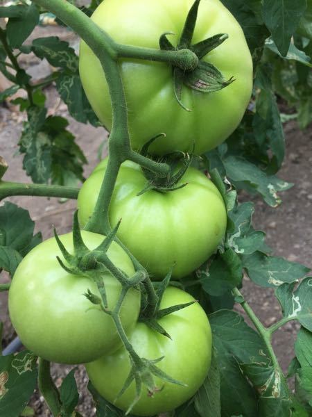 Tomate de invernadero variedad platino