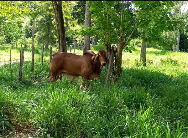 Toro brahman rojo puro con Registro