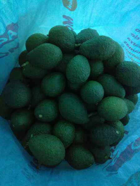 Aguacate Hass