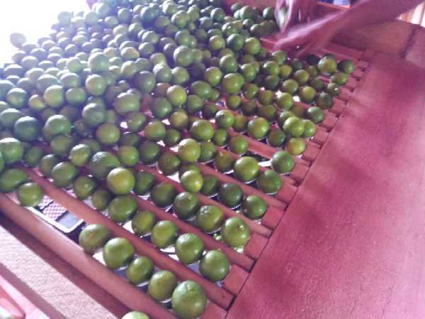 Limón crioyo
