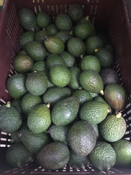 Aguacate Hass (de la Sierra Nevada)