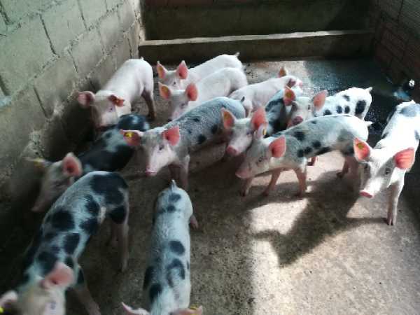 Cerdos para levantes