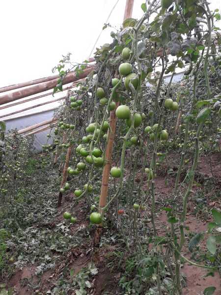 Tomate eterei