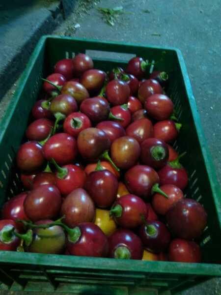 Tomate injerto