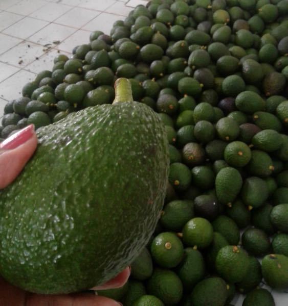 Aguacate Hass de la sierra nevada