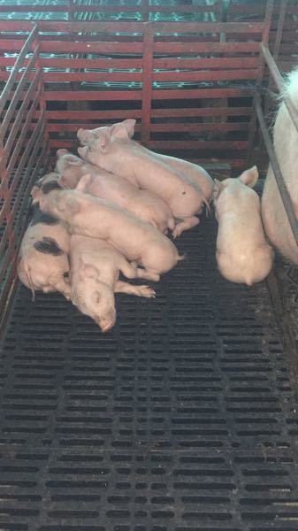 Nuevas camadas de cerdo para la venta