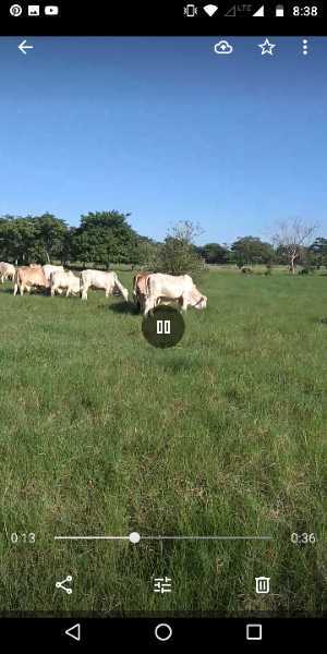 Ganado machos blancos