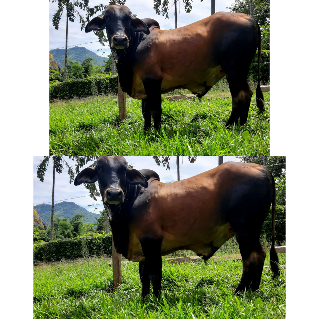 Toro Brahman Comercial