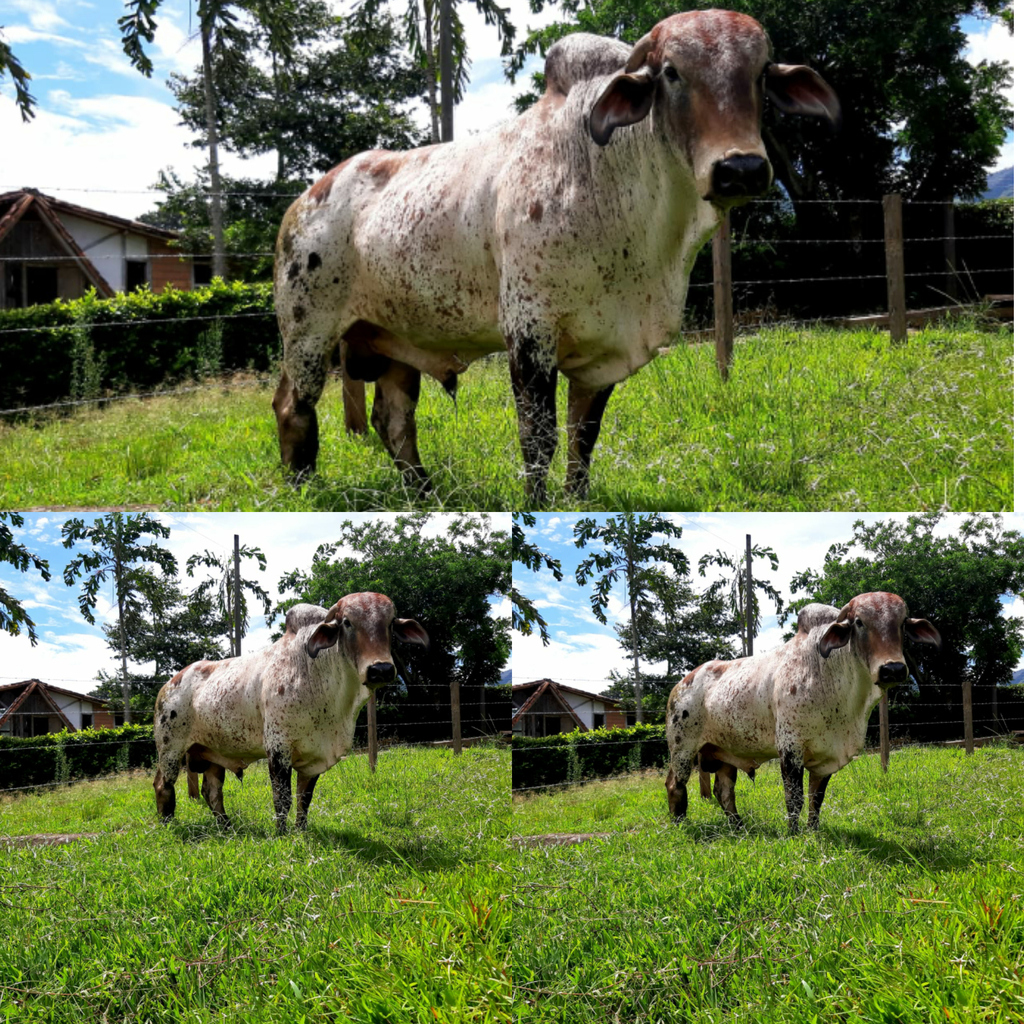 Toro 3/4 Gyr (servidor)