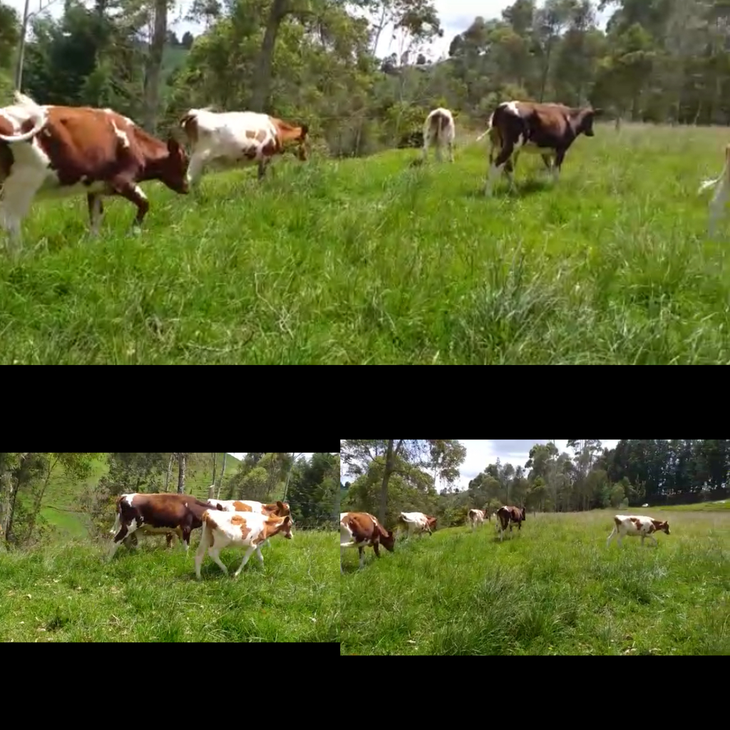 Teneras Holstein Rojas