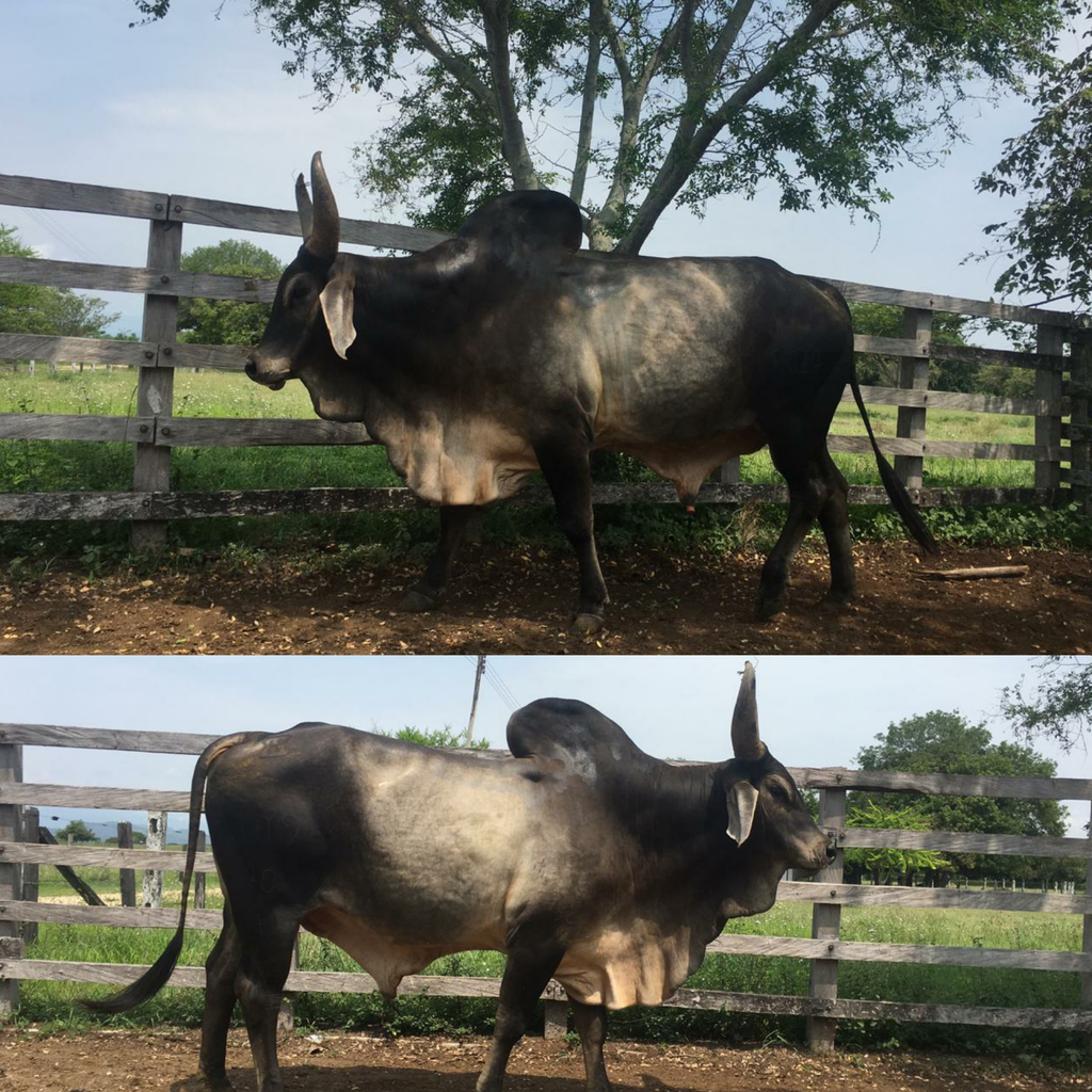 Toro Guzerat