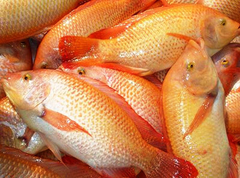 Mojarra roja