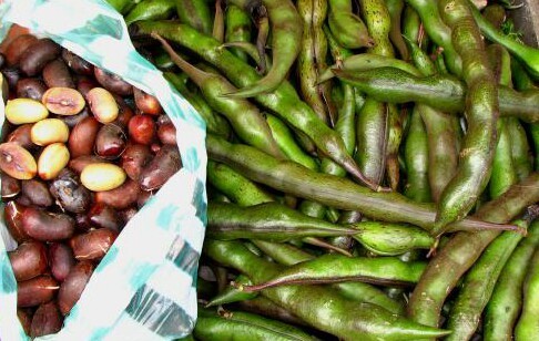 Abas en cascara