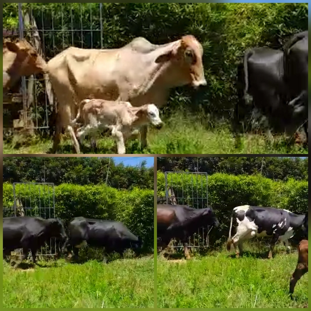 Vacas Paridas F1 /primer y segundo Parto
