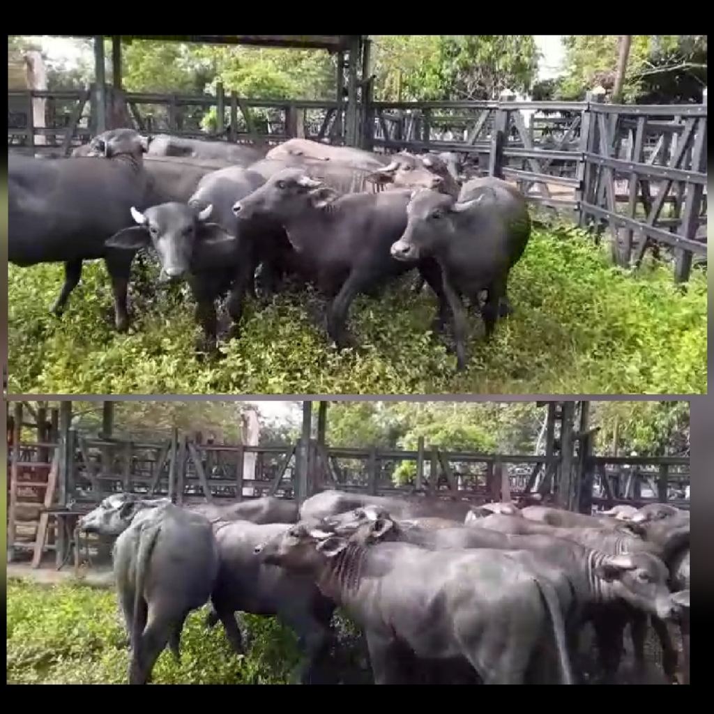 Lote de Bufalos