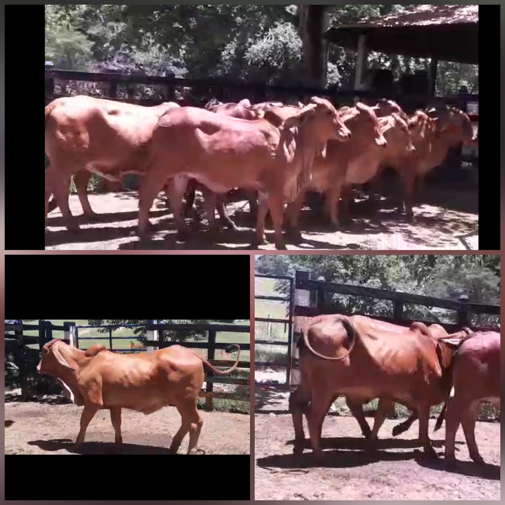 Novillas de Vientre Brahman Roja Puras con Registro