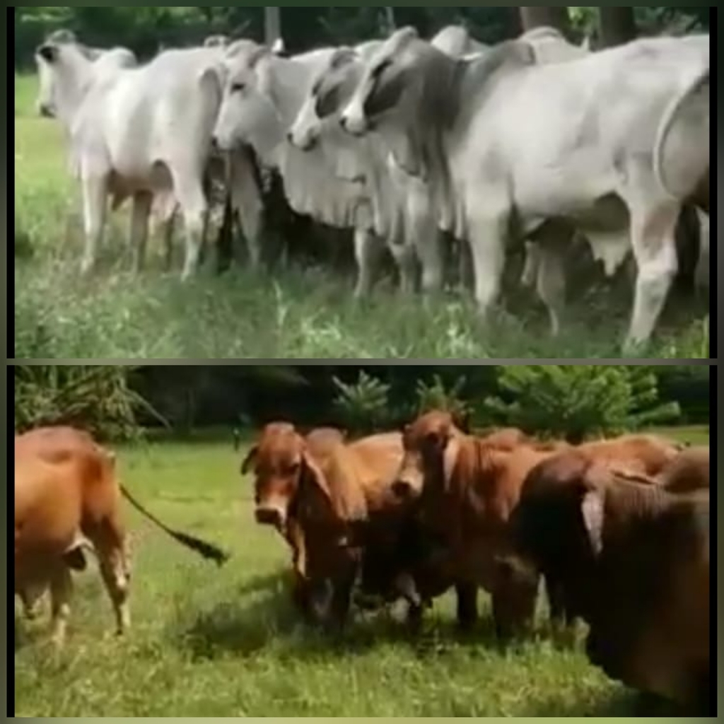 Toros Brahman Gris y rojos Puros con registro