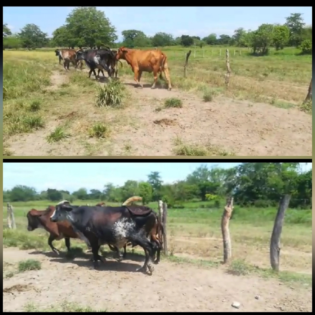 Vacas  tipo leche trópico Bajo /Segundo parto