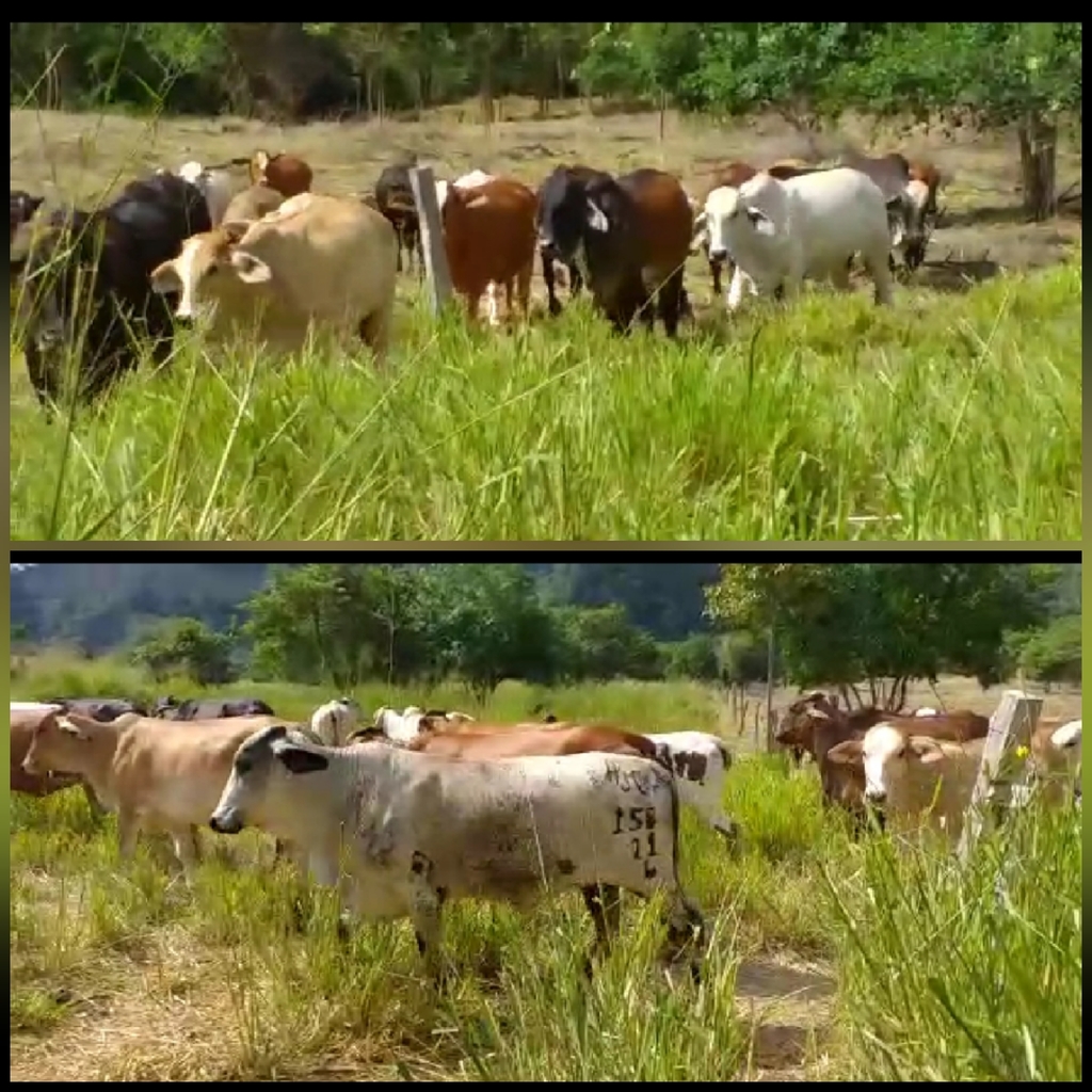 Novillas para trópico Bajo /tipo leche