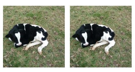 Ternera Holstein