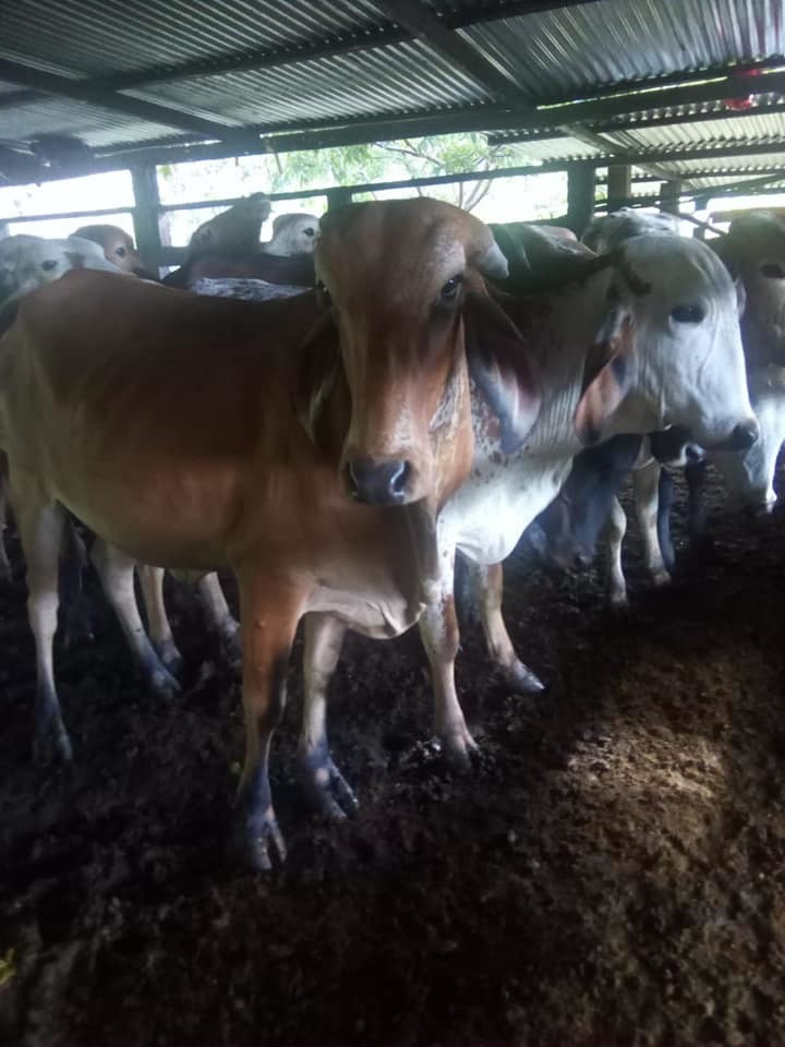Vacas Paridas / Girolandas