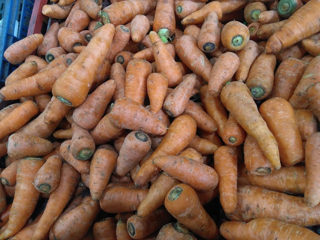 Zanahoria