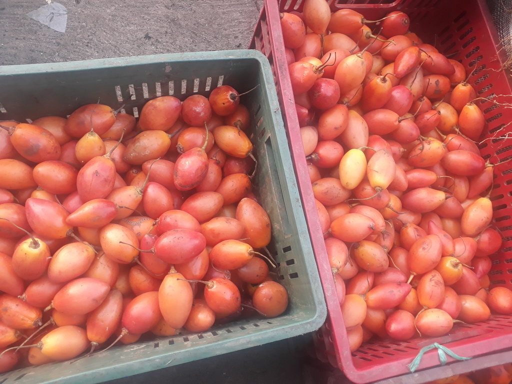 Tomate de árbol