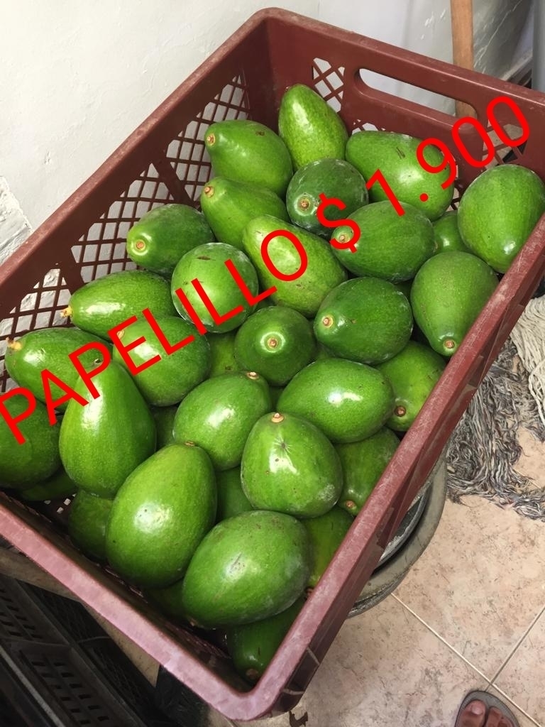 AGUACATE