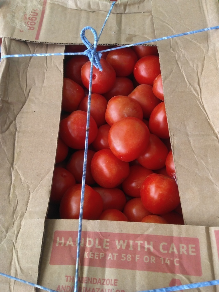 Tomate