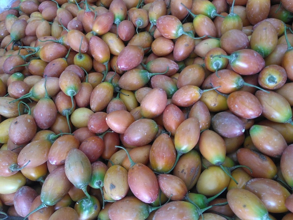 Tomate de árbol
