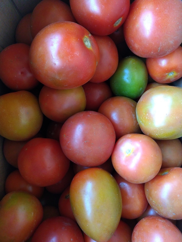 Tomate fino