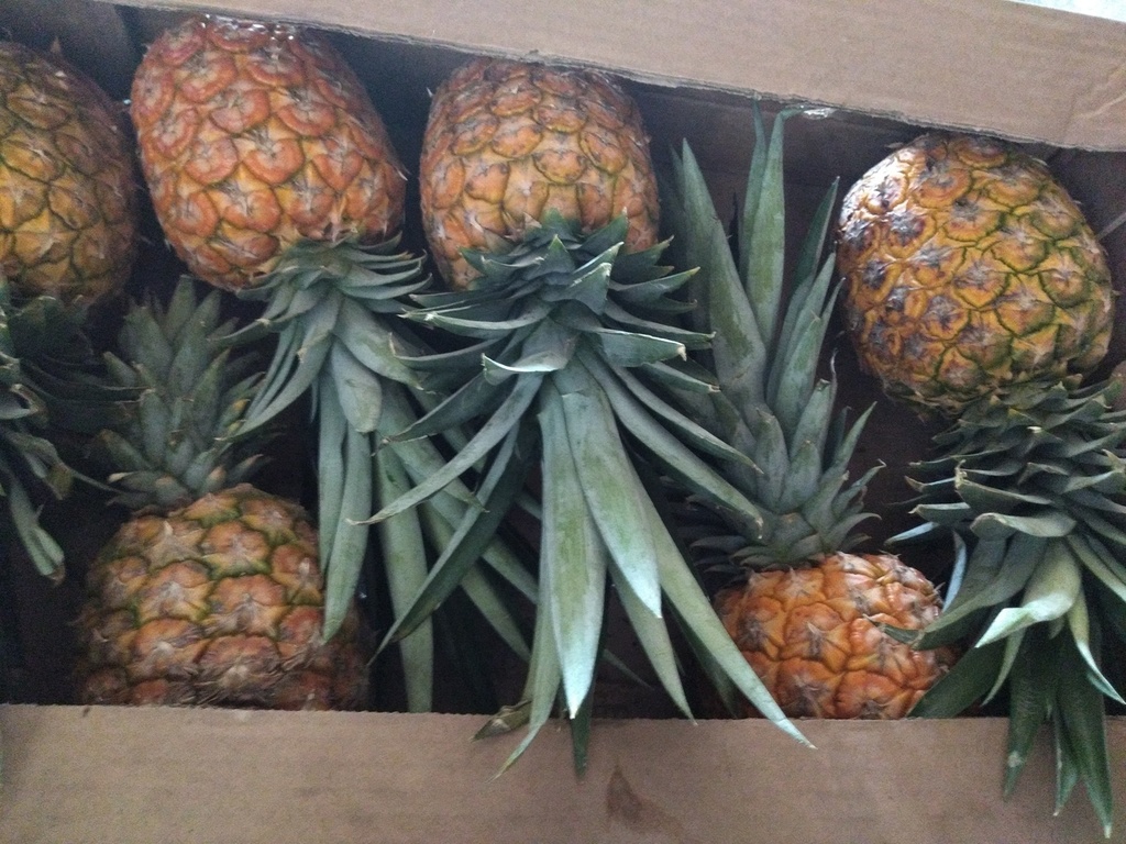 Piña oro miel